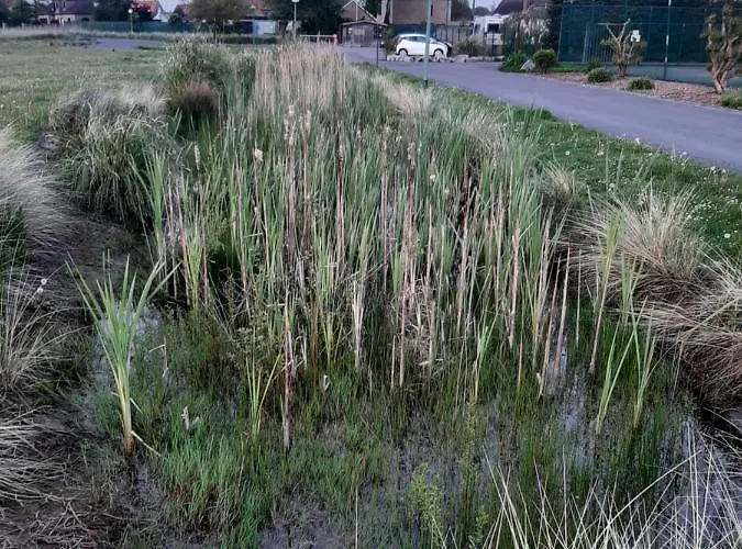 The Sweet Cocoon De Haan